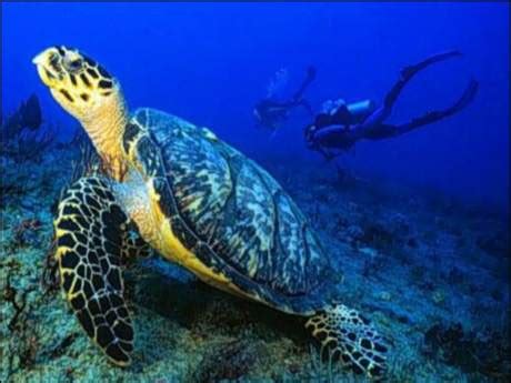 D­e­n­i­z­ ­k­a­p­l­u­m­b­a­ğ­a­l­a­r­ı­ ­h­ı­z­l­a­ ­t­ü­k­e­n­i­y­o­r­ ­-­ ­S­o­n­ ­D­a­k­i­k­a­ ­H­a­b­e­r­l­e­r­